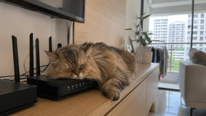 image shows cute cat sleeping on top of internet router, depicting strange reasons your Wi-Fi might not be working as expected